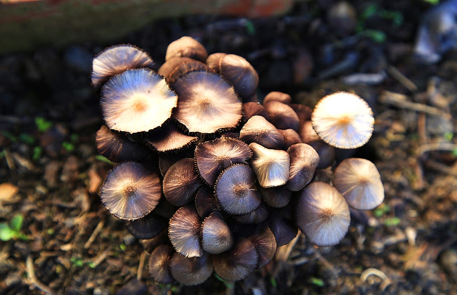 brown tree fungi, close-up, plant, growth, land, nature, focus on foreground HD wallpaper