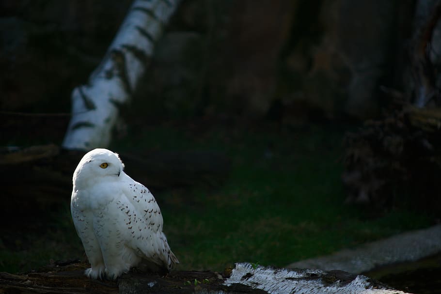 eule, animal, wildlife, tier, sun, lights, wildanimal, zoo HD wallpaper