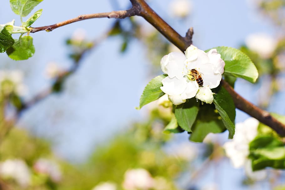 flower, foliage, fresh, garden, gardening, growing, may, natural HD wallpaper