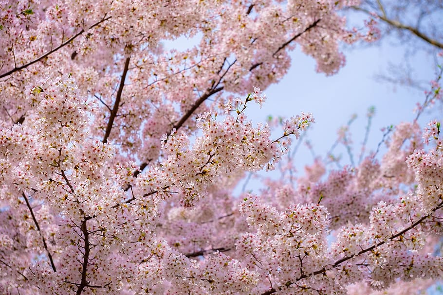 pink, tree, blossoms, spring, nature, flowers, blooming, garden HD wallpaper