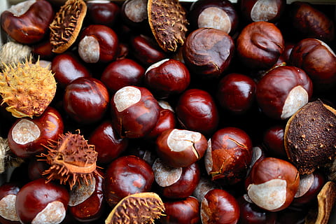 Chestnut Tree Background Images, HD Pictures and Wallpaper For Free  Download | Pngtree