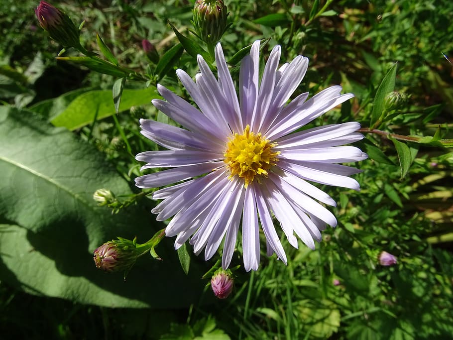 aster, aster amellus, flower, garden, nature, fall, flowering plant HD wallpaper