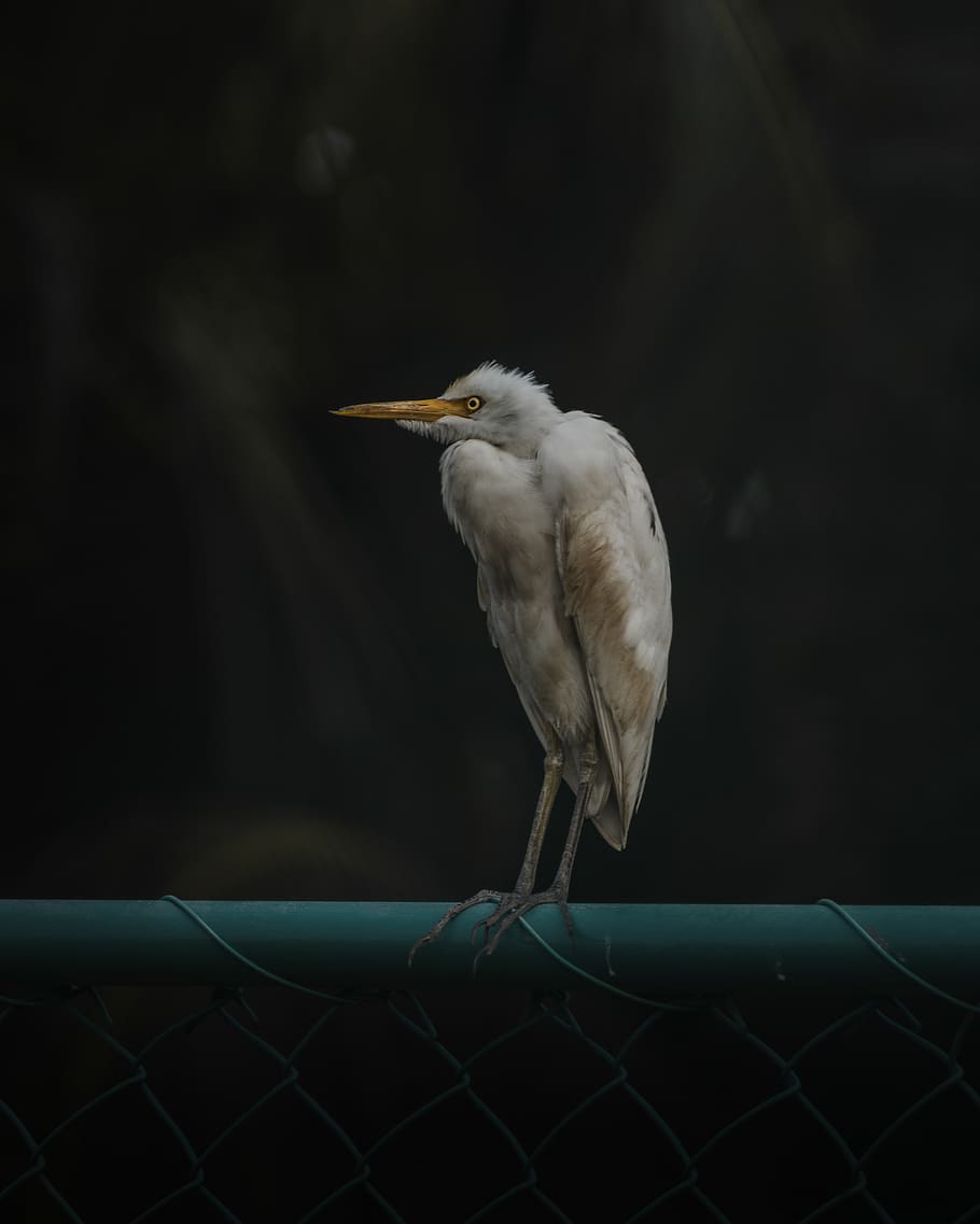 white bird on teal surface, animal themes, one animal, vertebrate HD wallpaper