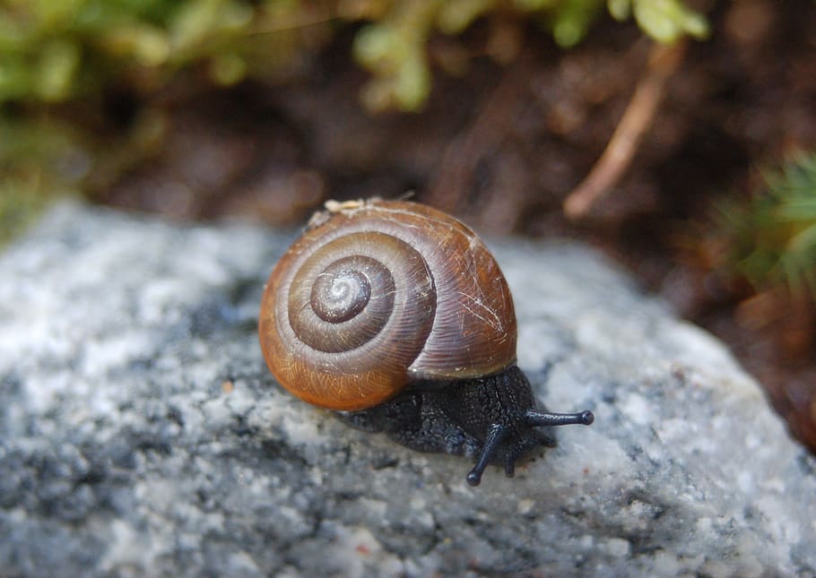 snail, macro, nature, animal, mollusk, animal themes, animal wildlife HD wallpaper