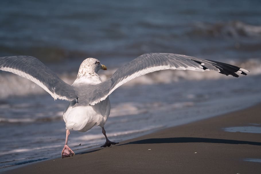 japan, bird, beach, animals in the wild, animal wildlife, vertebrate HD wallpaper