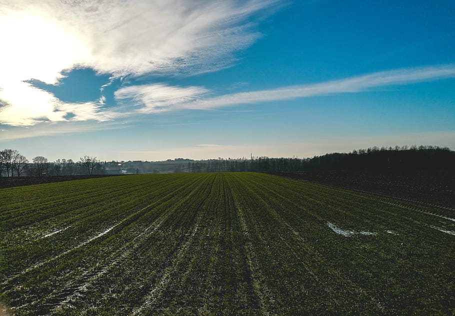 sun, sky, blue, field, green, cold, winter, beautiful, landscape HD wallpaper