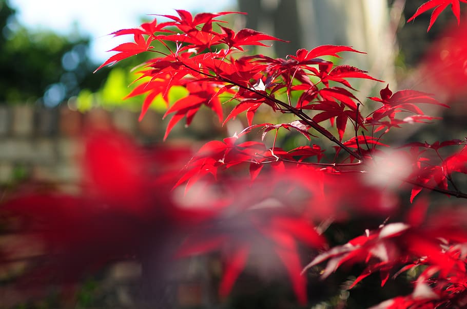 red, maroon, dark red, leaves, plant part, leaf, autumn, selective focus HD wallpaper
