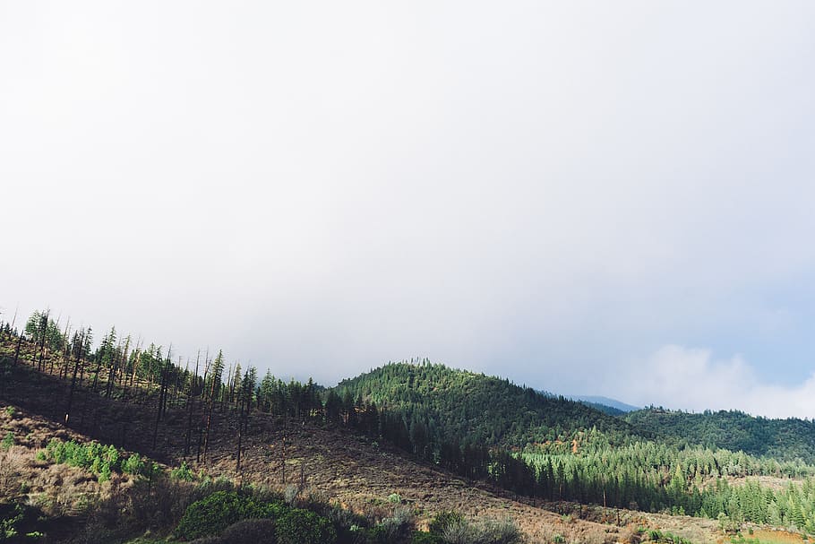 hills, trees, nature, cloudy, tranquility, sky, tranquil scene HD wallpaper