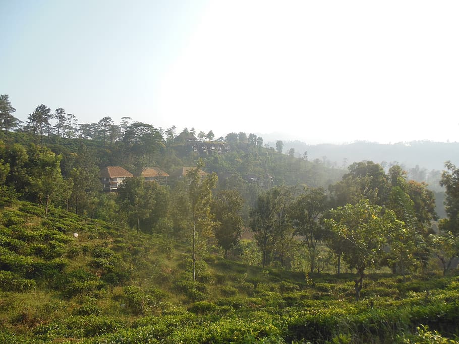 sri lanka, tree, plant, sky, tranquility, tranquil scene, beauty in nature HD wallpaper