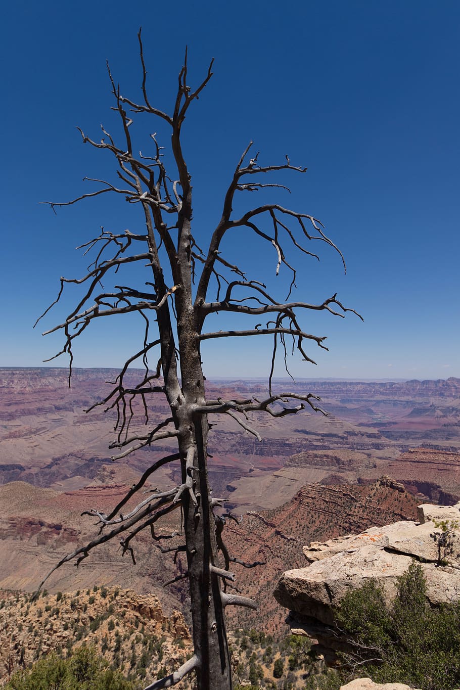 leafless tree during daytime, nature, outdoors, mountain, grand canyon HD wallpaper