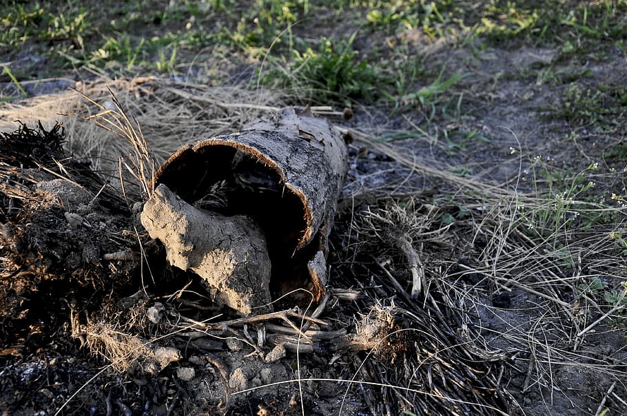 ground, plant, tree, vegetation, hole, fungus, nature, tree stump HD wallpaper