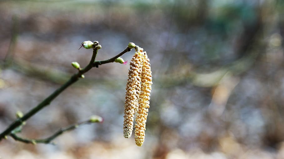 hazel, pollen, branch, tree, flowers, allergy, hay fever, inflorescence HD wallpaper