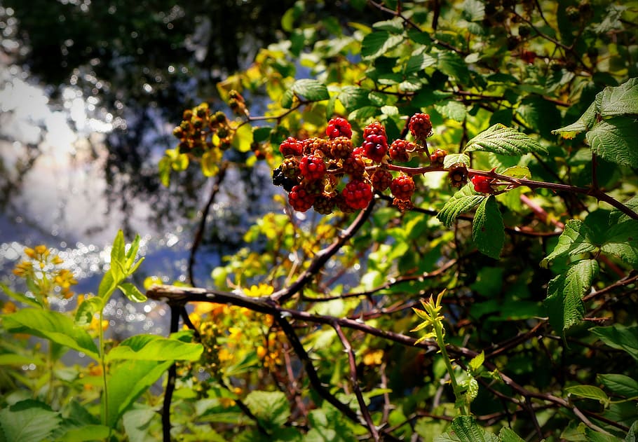 fruits, plant, growth, healthy eating, leaf, plant part, beauty in nature HD wallpaper
