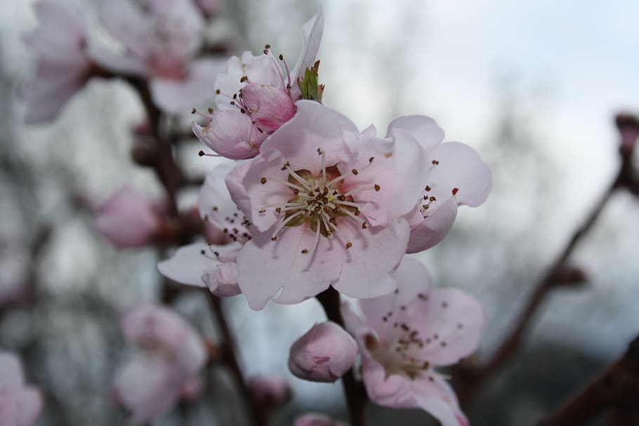 flower, spring, almond tree, pistil, pink, prado, rod, nature HD wallpaper
