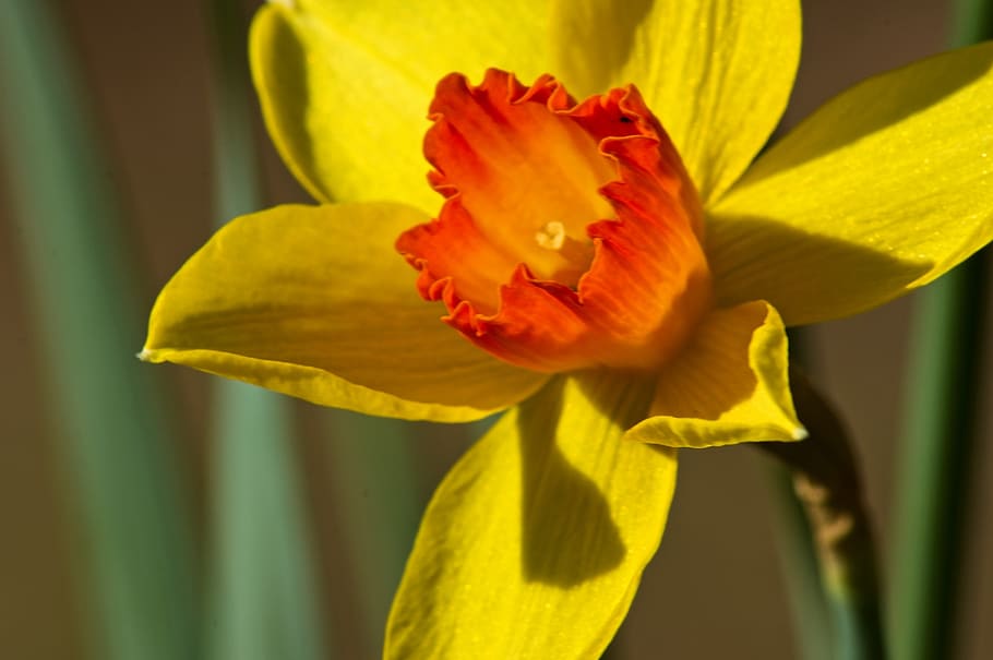yellow and orange jonquil, garden, bloom, plant, flowers, blossom, HD wallpaper