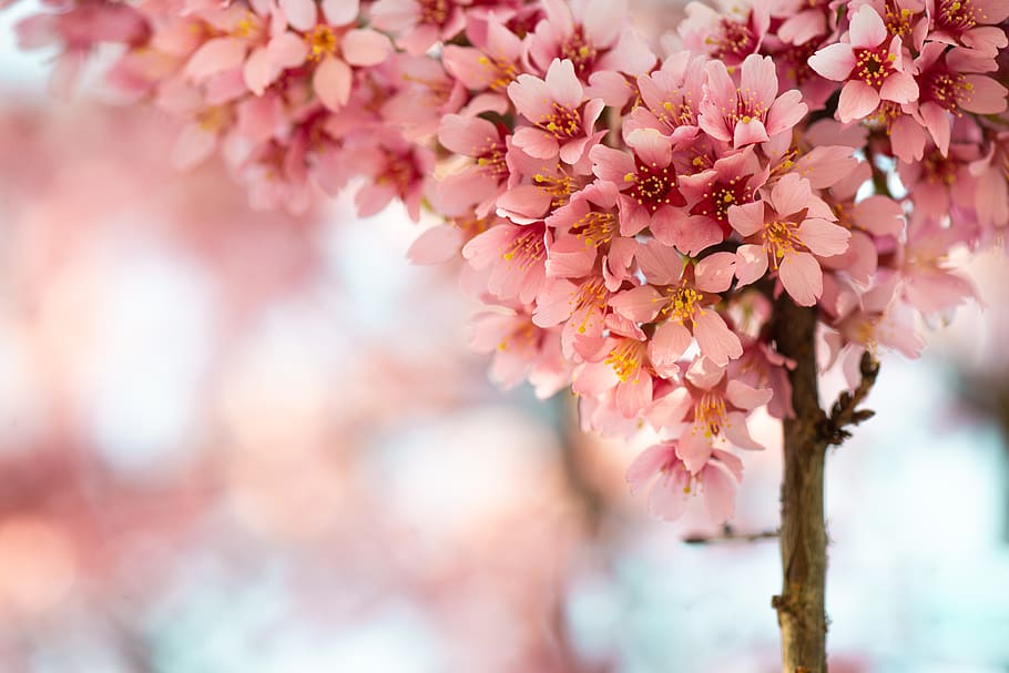 pink petaled flower, plant, blossom, cherry blossom, spring, flowers HD wallpaper