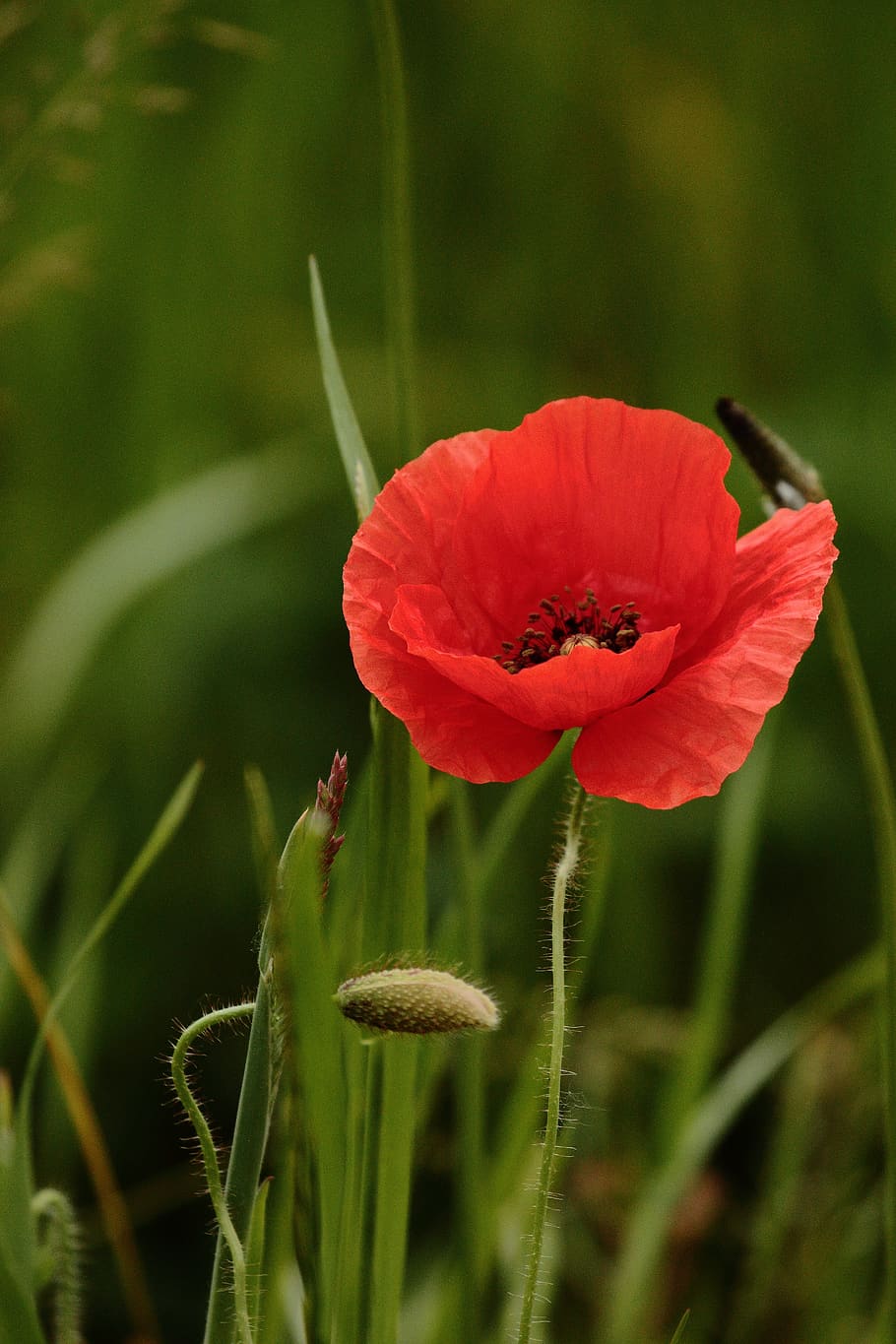 poppy, field, flower, spring, flowering plant, fragility, vulnerability HD wallpaper