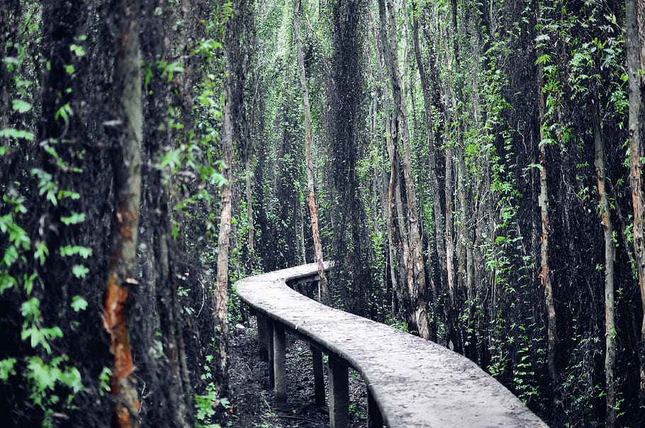 tree, forest, vietnam, walking, outdoor, green, vacation, bridge HD wallpaper