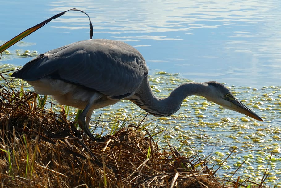 heron, ditch, beak, pry, babu, nature, feathers, animal themes HD wallpaper
