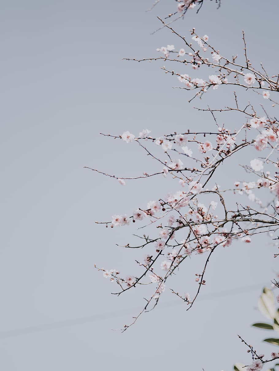 cherry blossom, plant, flower, animal, bird, flying, finch, food HD wallpaper