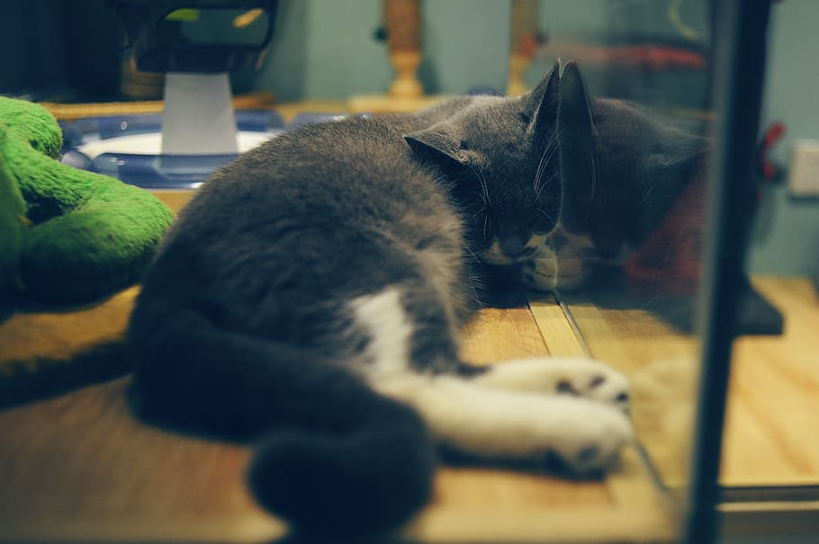 cat, pet, mammal, pets, domestic cat, domestic animals, animal themes HD wallpaper
