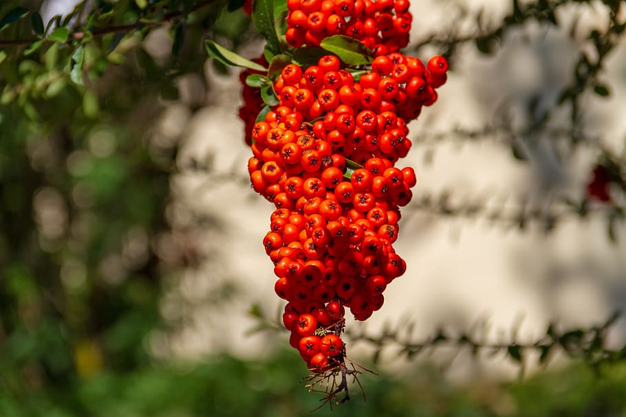 rowan, red, bush, nature, autumn, ornamental shrub, evergreen, HD wallpaper
