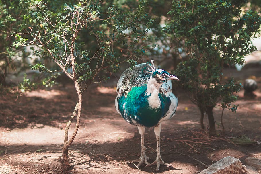 peacock, wildlife, trees, bird, feathers, animal themes, vertebrate HD wallpaper