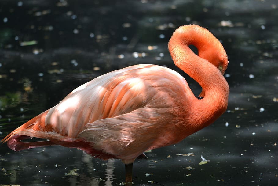 flamingo on water, bird, animal, beak, outdoors, flock, ripple HD wallpaper