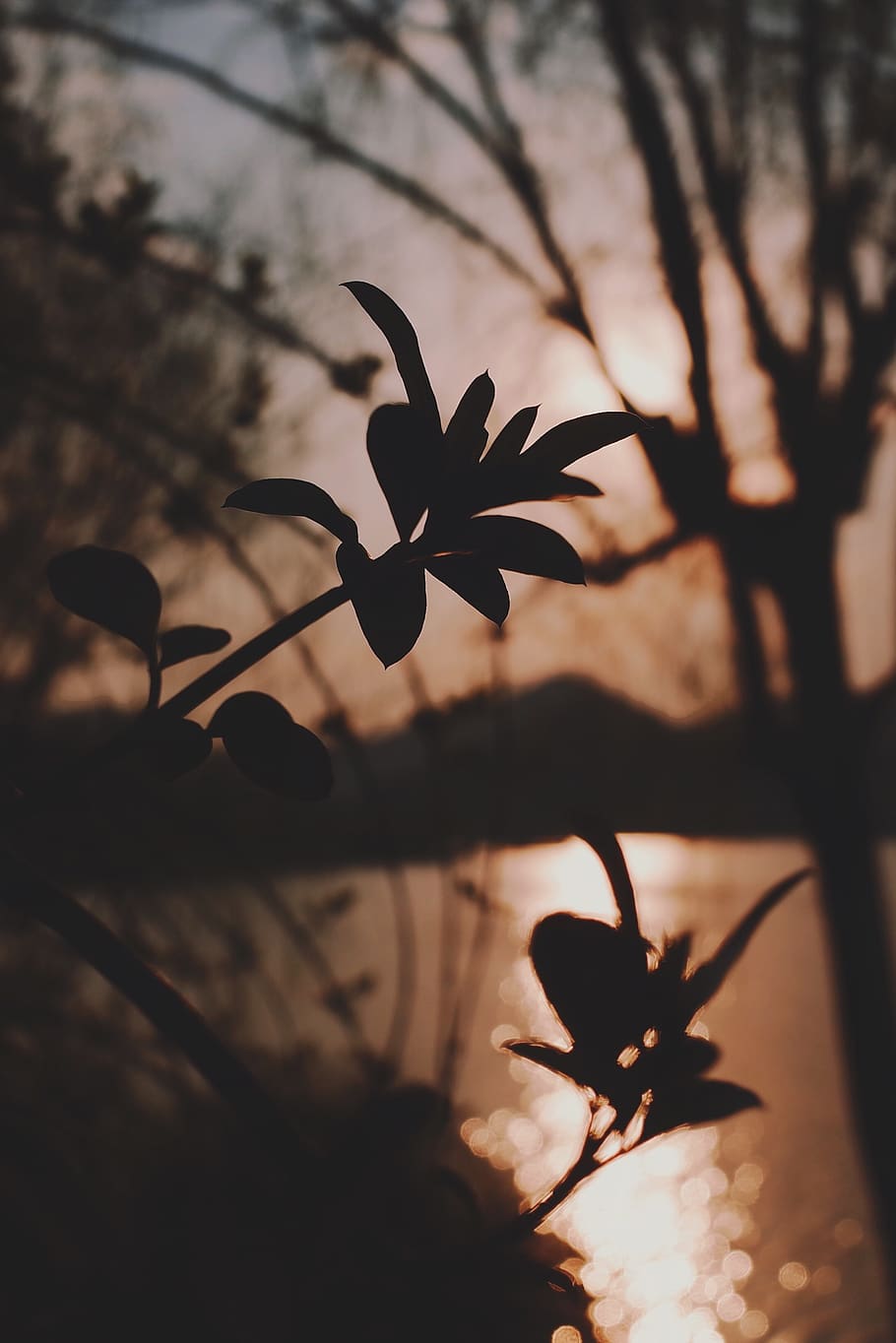 leaf, plant, light, flare, nature, sunlight, china, hangzhou HD wallpaper