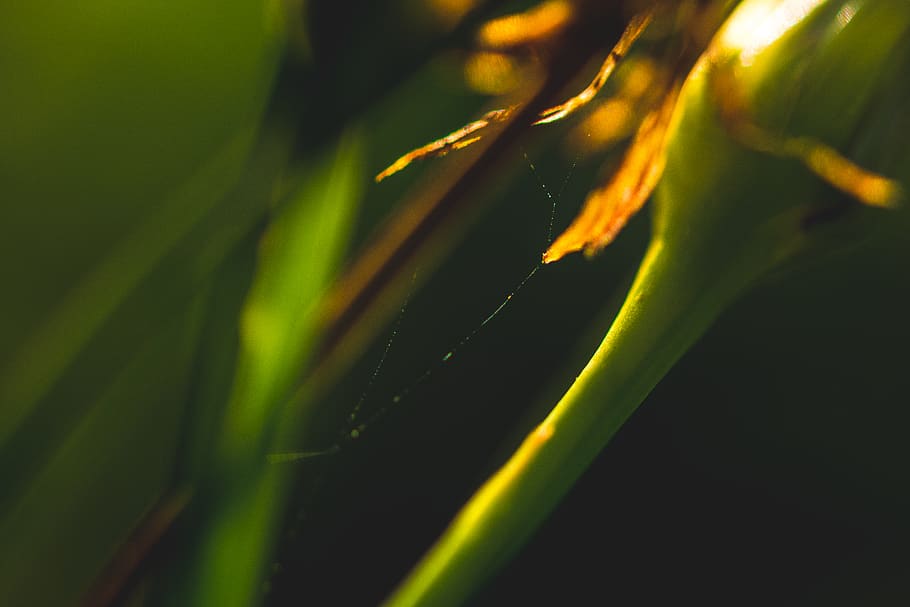 green, grass, spider web, macro, plant, growth, close-up, beauty in nature HD wallpaper
