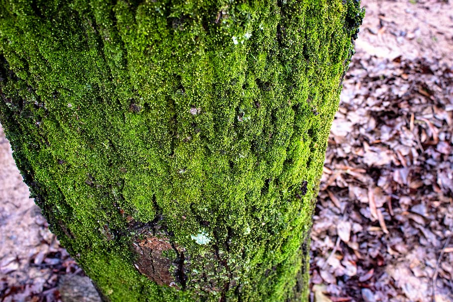 tree, bark, moss, green, nature, lichen, forest, woods, green color HD wallpaper