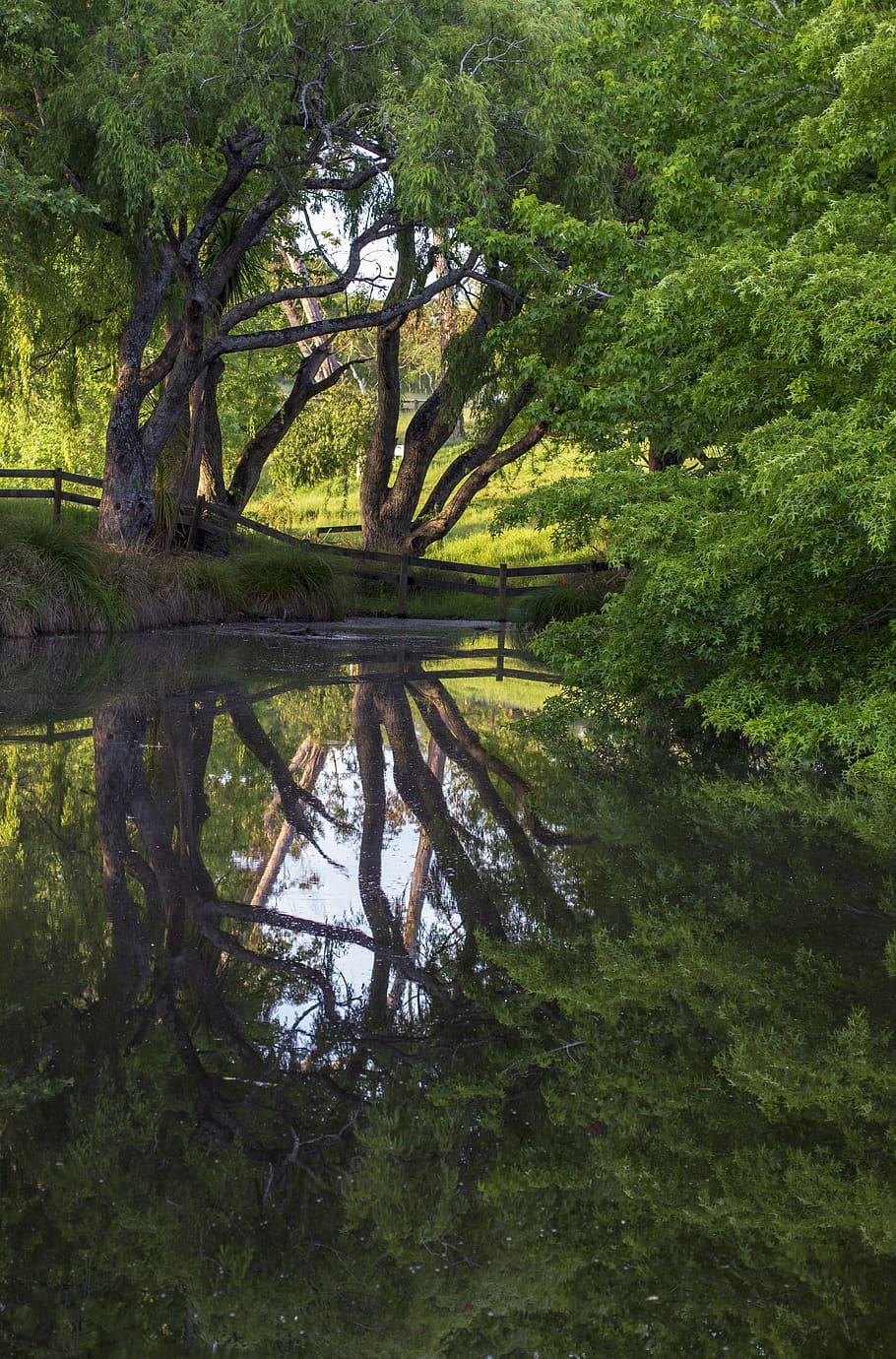 pond, reflection, tree, fence, leaves, lake, plant, water, tranquility HD wallpaper