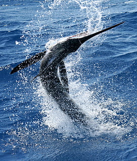 canada, calgary, swordfish, sea, animals in the wild, animal themes HD wallpaper