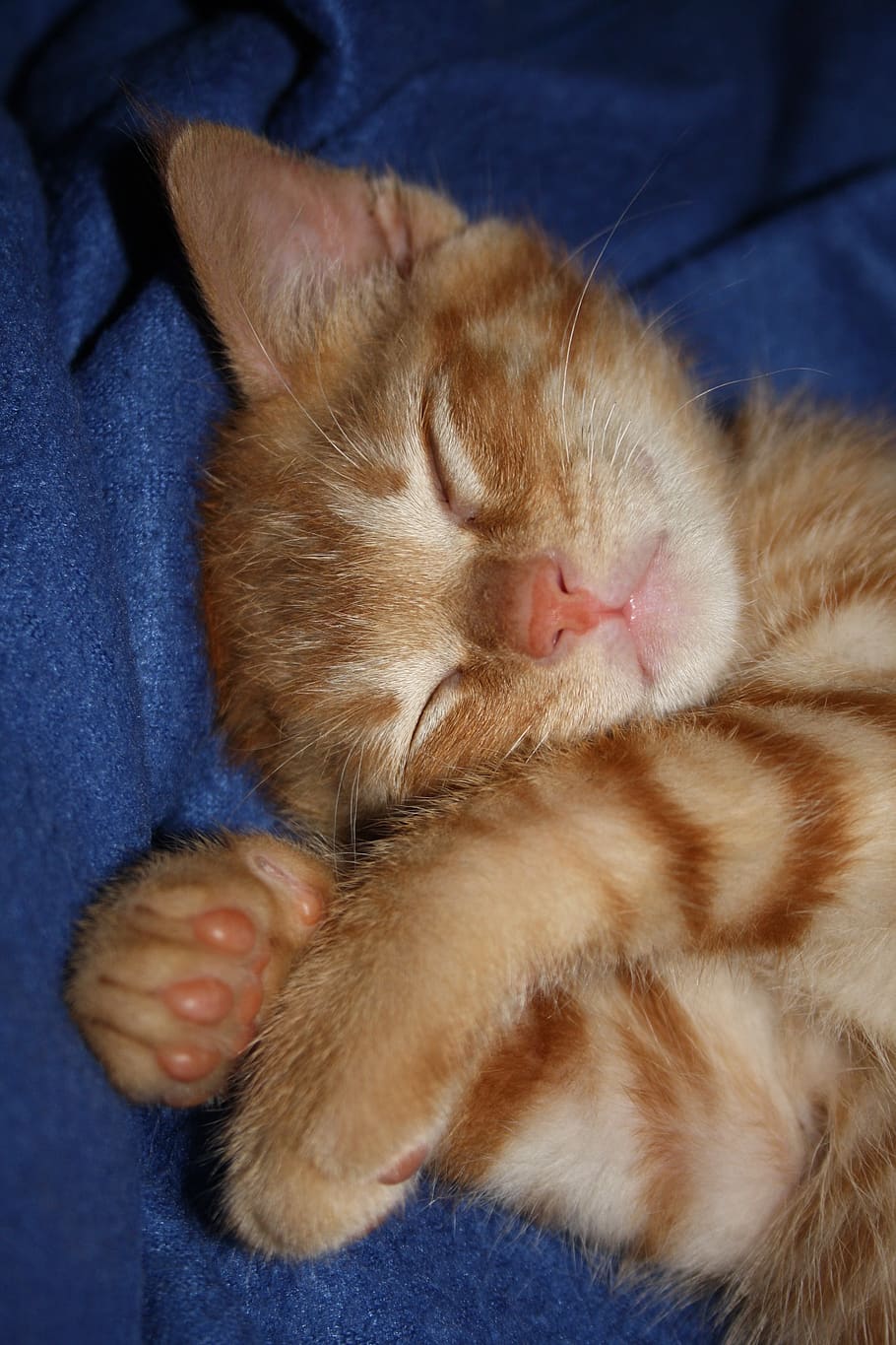 cat, kitty, kitten, gato, pink, pink nose, sleeping, nariz rosa HD wallpaper
