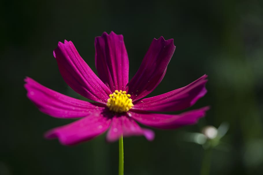 Macro Photography Of Purple Petaled Flower, bloom, blossom, close-up HD wallpaper