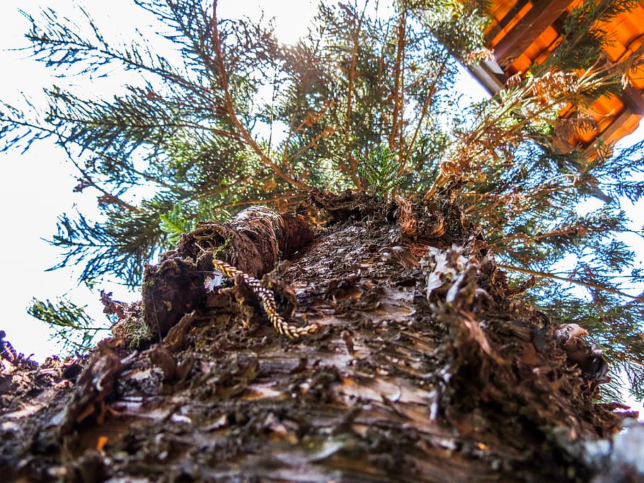 tree, trees, garden, plant, tree trunk, nature, day, low angle view HD wallpaper