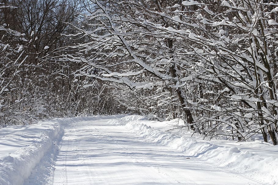 Road Full of Snow, branches, cold, forest, frozen, scenic, trees HD wallpaper