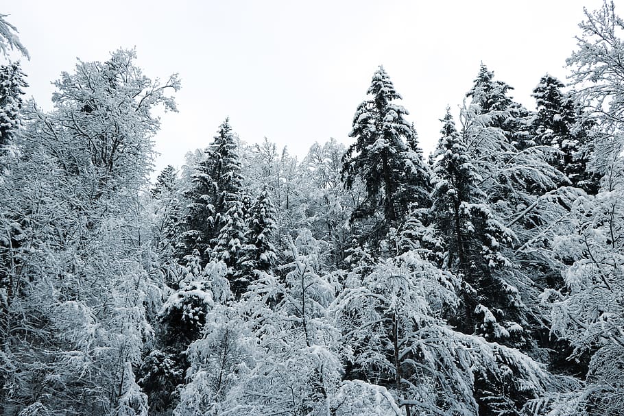 snow-covered trees during daytime, plant, abies, fir, outdoors HD wallpaper
