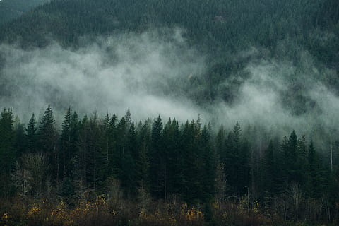 fog, forest, trees, clouds, adventure, pnw, plant, beauty in nature HD wallpaper