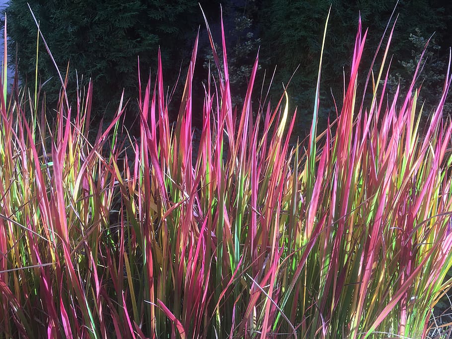 growth, plant, beauty in nature, no people, land, field, pink color HD wallpaper