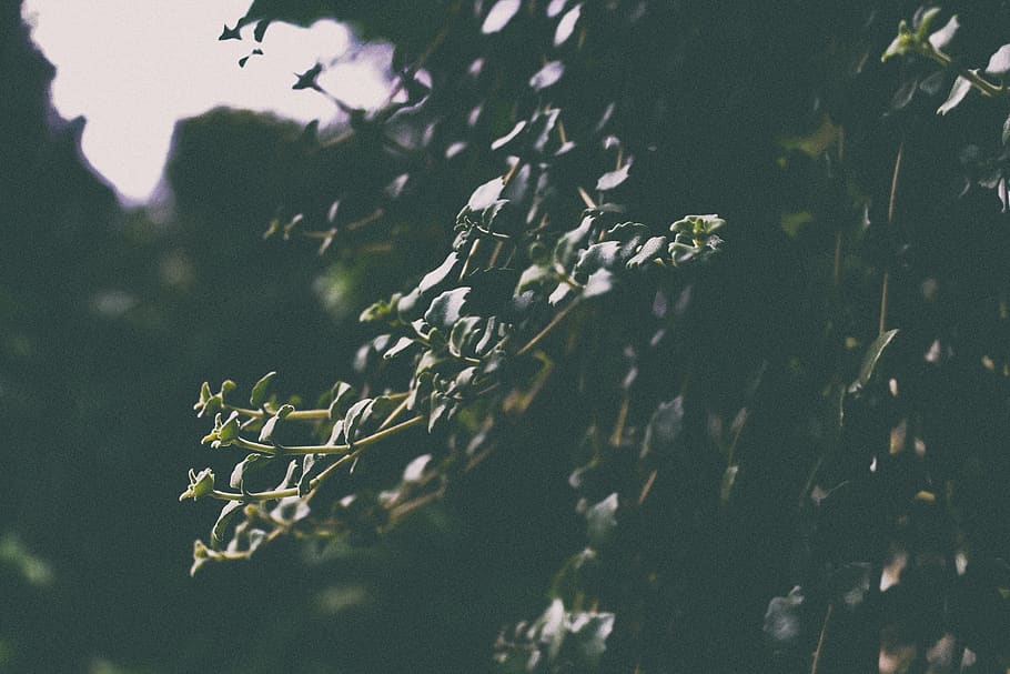 stem, leaf, dark, outdoor, plant, nature, no people, beauty in nature HD wallpaper