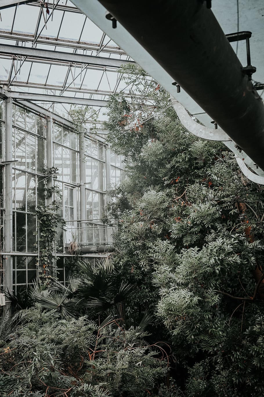 green pine trees inside green house, plant, architecture, built structure HD wallpaper