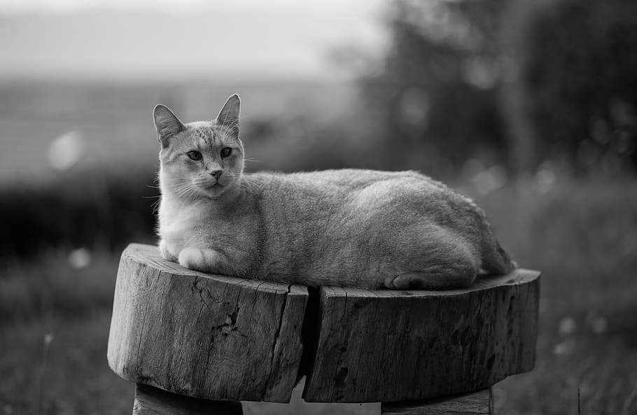 switzerland, geneva, mammal, one animal, domestic, domestic animals HD wallpaper