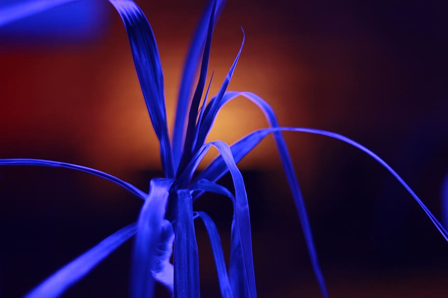 russia, samara, magic, lights, club, fluorescence, fluorescent HD wallpaper