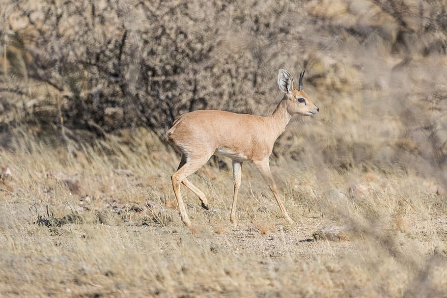 steenbok, namibia, mammal, dry, africa, nature, animal, animal themes HD wallpaper