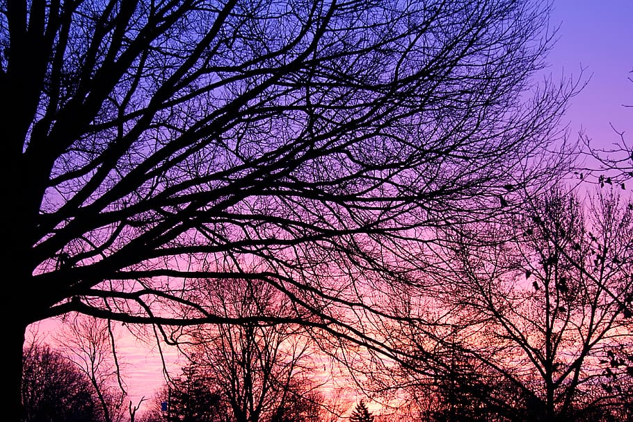 sunrise, trees, branches, plant, bare tree, sky, silhouette HD wallpaper