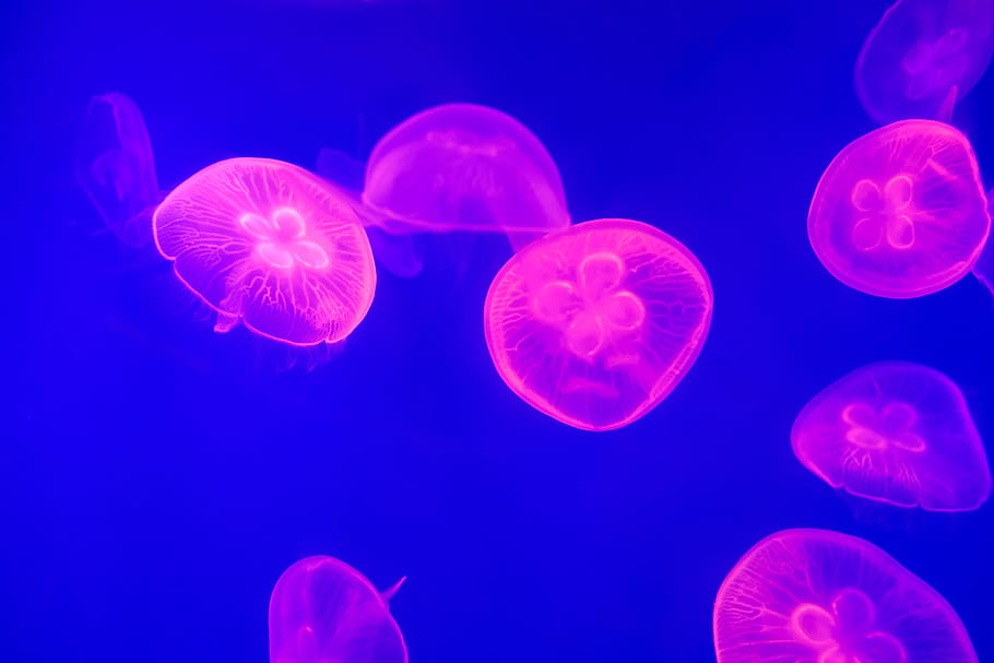 underwater photography of pink jellyfish, blue, neon, light, wildlife, HD wallpaper