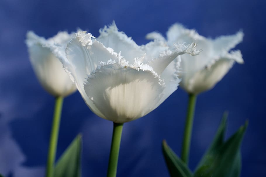 tulip, flower, flowering plant, freshness, vulnerability, fragility HD wallpaper