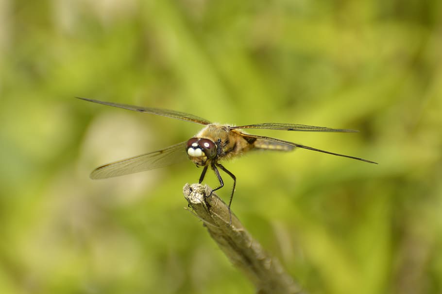 dragonfly, nature, grass, invertebrate, insect, animal themes HD wallpaper