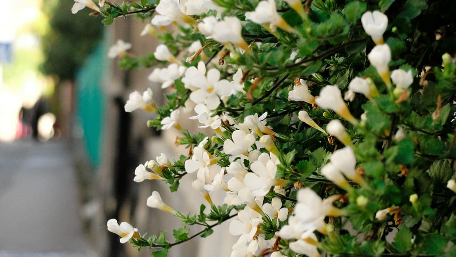 flower, flowering plant, freshness, white color, fragility, HD wallpaper